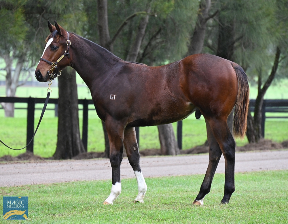 2024 Gold Coast National Weanling Sale Lot 86 Toronado (IRE) Fake